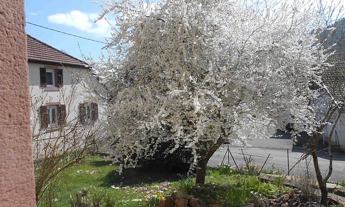 A VENDRE – VALLEE DE GUEBWILLER – Immeuble pour habitat groupé – 4 appartements